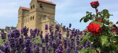 Lavender and roses in Roman garden 