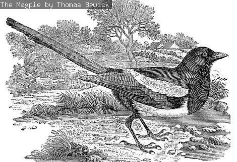 A black and white print of a magpie