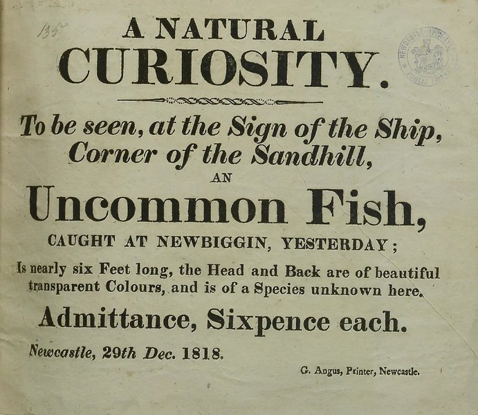 Potted head and uncommon fish newspapers