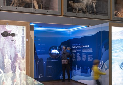 Eurythenes plasticus