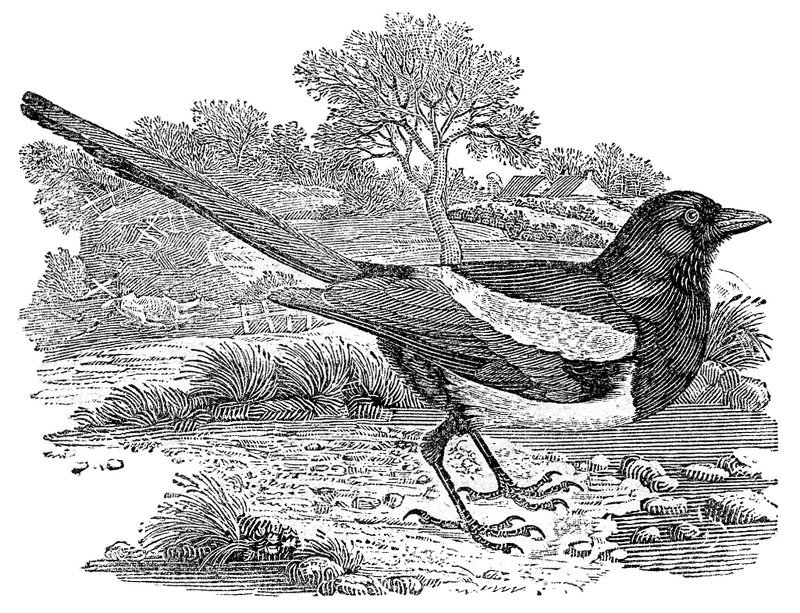 Print of a magpie.