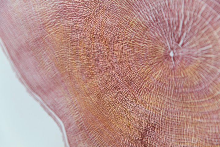 A detail of 'History'- one of five Heartwood prints created from a disc of the felled Sycamore Gap tree by printmaker Shona Branigan ©National Trust Images The House of Hues.jpg