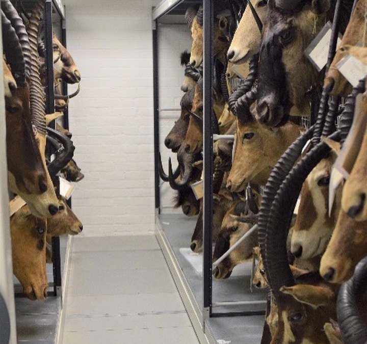 Animal taxidermy heads