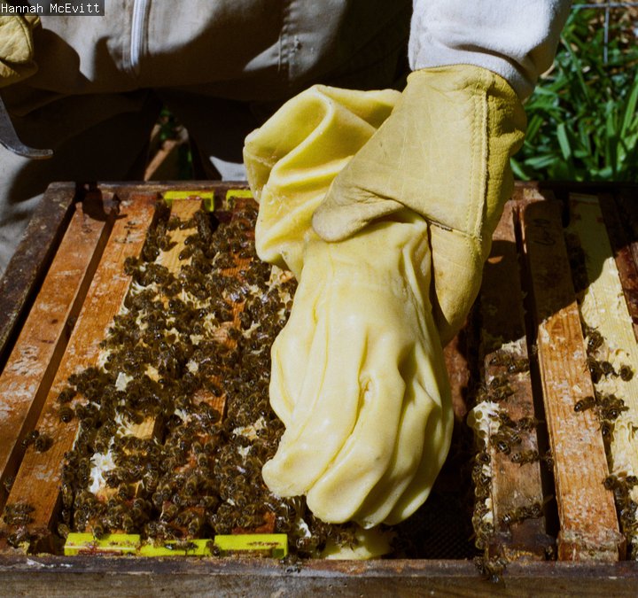 A photograph of someone handling bees in a hive, wearing large yellow gloves