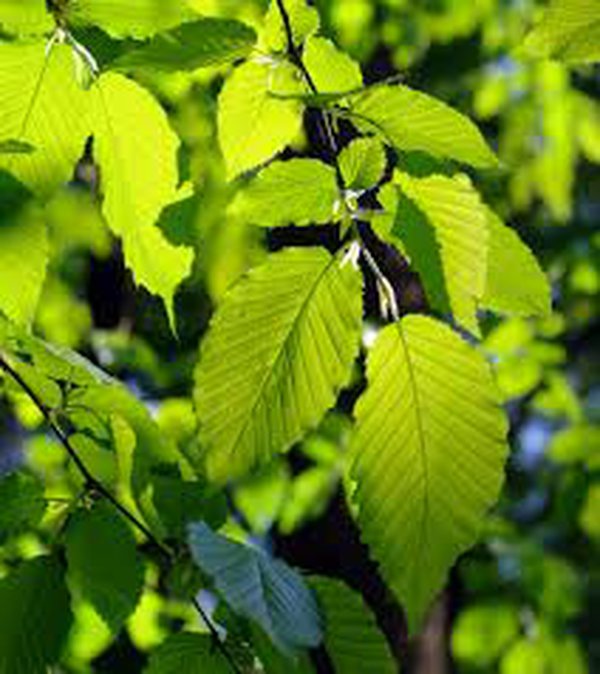 Alder tree leaves Alder tree leaves
