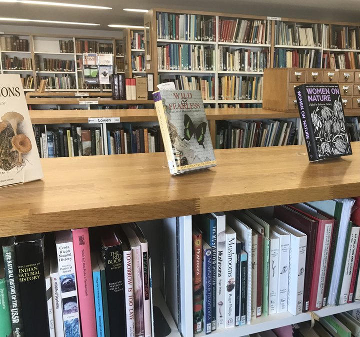 Library shelves and books