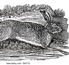 A print of a hare running, by artist Thomas Bewick