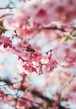 Cherry blossom tree