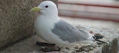 Kittiwake