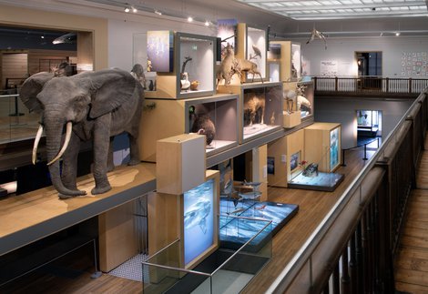 View of the Living Planet gallery at Great North Museum