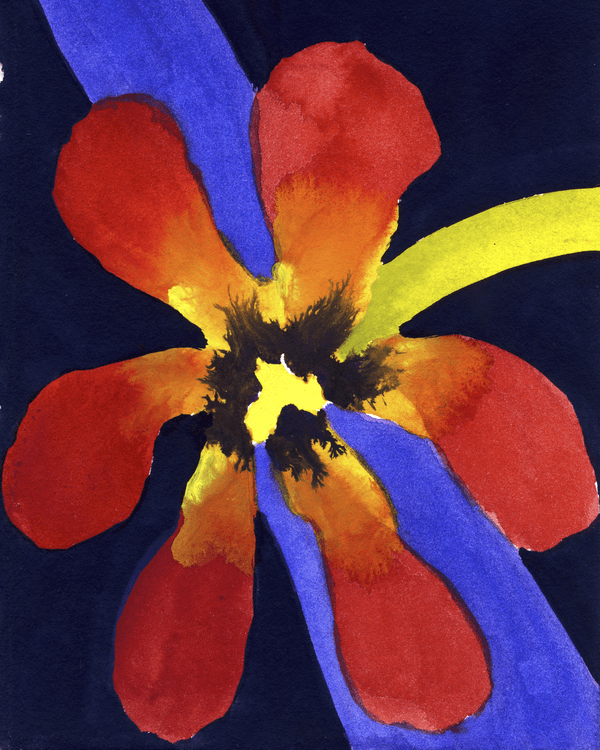 A watercolour of an open red tulip on a dark background. A watercolour of an open red tulip on a dark background.