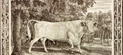 Bull by Thomas Bewick