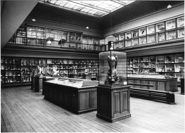 Bird gallery. Photo credit: Natural History Society of Northumbria