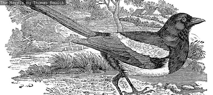 A black and white print of a magpie