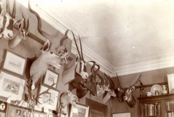 Undated photo showing a wall in Abel Chapman’s house (&copy;Natural History Society of Northumbria)