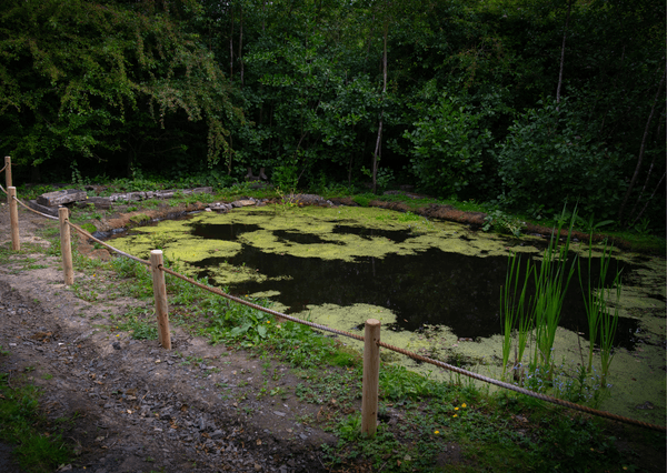 The Woodland Walk and rewilding The Woodland Walk and rewilding