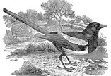 A black and white print of a magpie