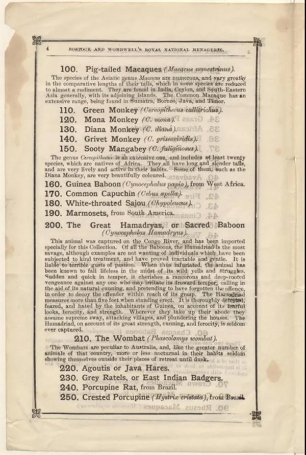 The descriptive catalogue which details the animals on display in the Menagerie, with a Crested Porcupine listed ( &copy; January 7th 1882 The Johnson and Johnson collection, Oxford University)