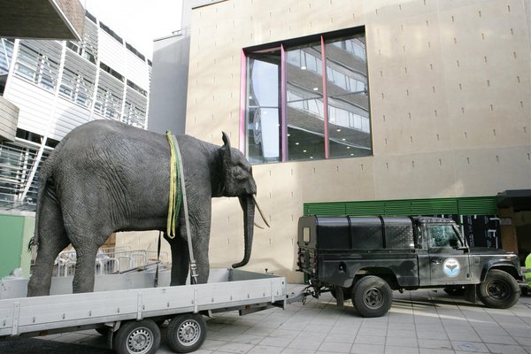 Image: Our life size replica African elephant arrives at the Museum 15 years ago. 