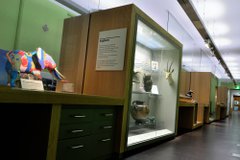 View of a museum gallery showing a multicoloured rubber elephant sculpture and other items in a glass case. There is a Greek pot, a taxidermy wombat and a taxidermy impala head